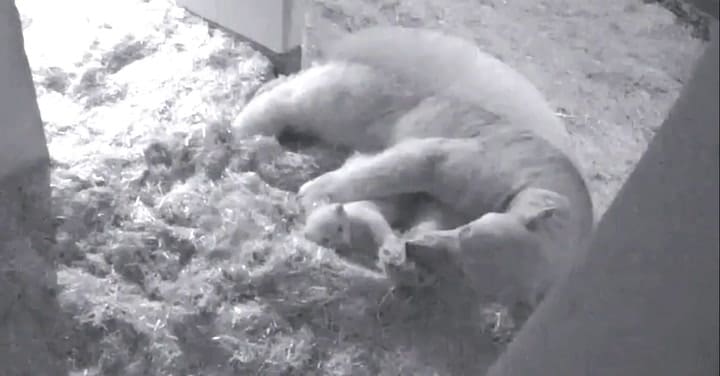 El zoológico de Detroit anunció el nacimiento de 2 osos polares
