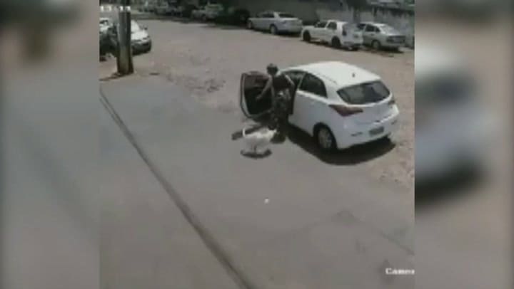 Perro discapacitado abandonado