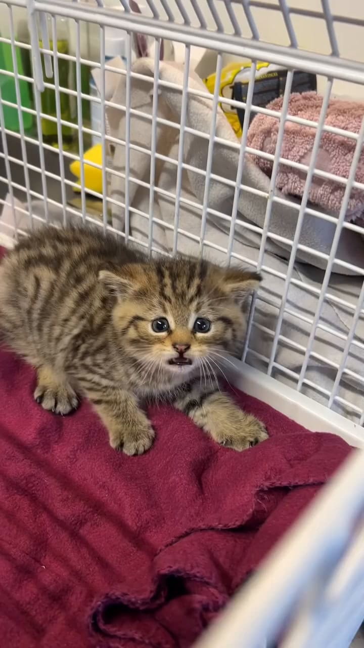 Rescató un gato hasta que se percató que no se trataba de un ejemplar hogareño