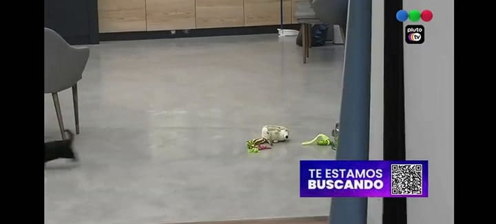 Los perritos ya tienen a su jugador preferido