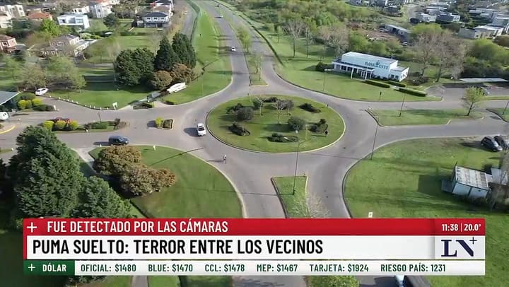 Puma suelto en Pilar: continua el terror entre los vecinos