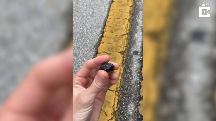 Un hombre rescató a la tortuga más pequeña del mundo - Fuente: YouTube