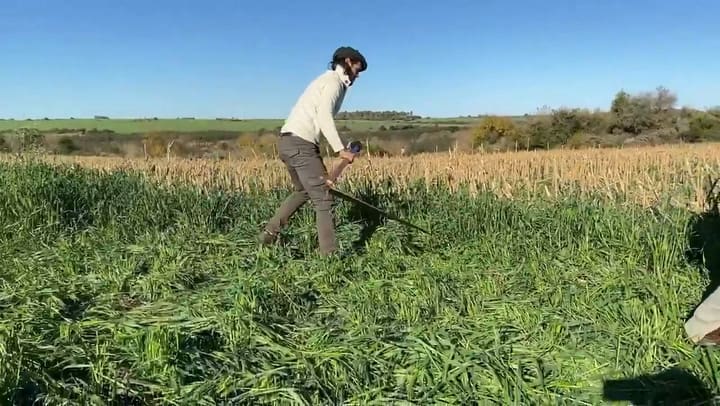 Edison Cavani con una guadaña mientras limpia su campo