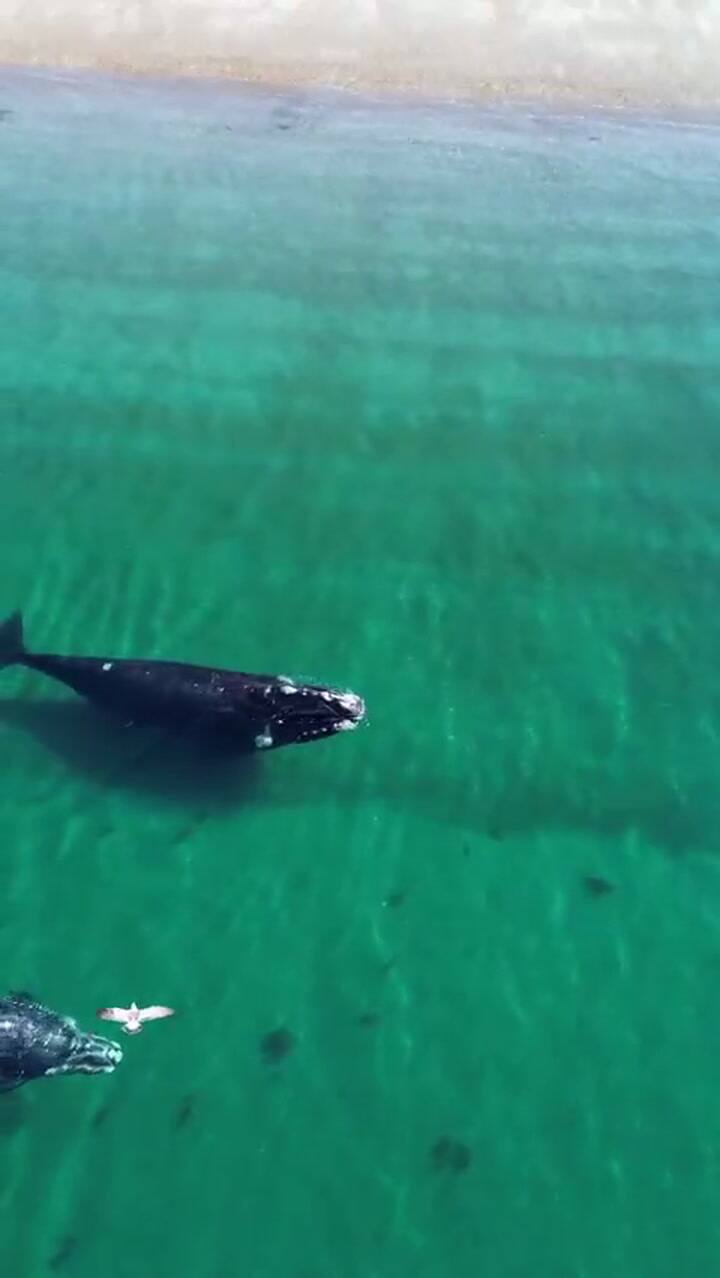 El show de las ballenas en la Patagonia