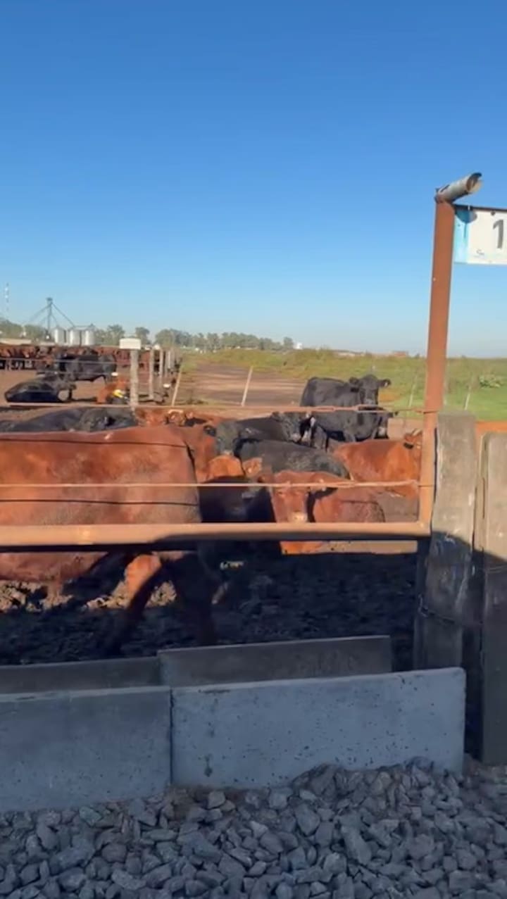 Así es el feedlot del productor Riccillo