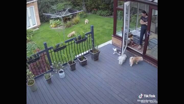 Viral: un gato se puso firme y obligó a los perros a entrar a la casa