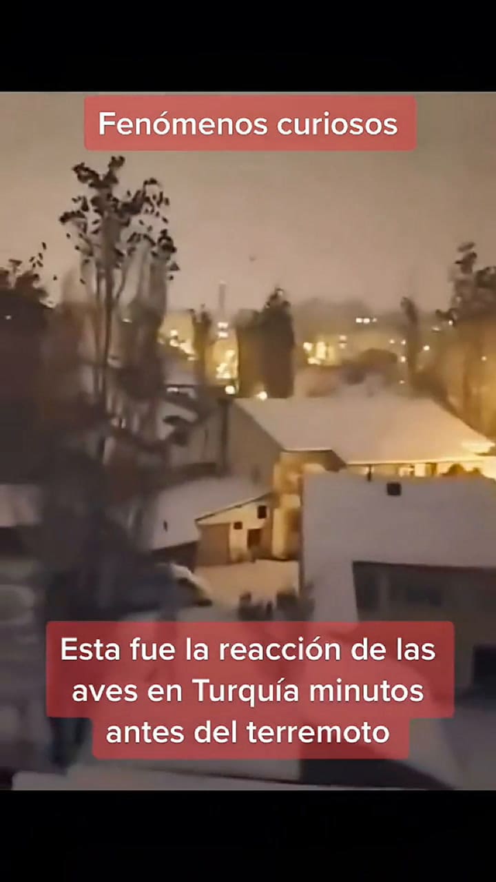 Aves llaman la atención en todo el mundo