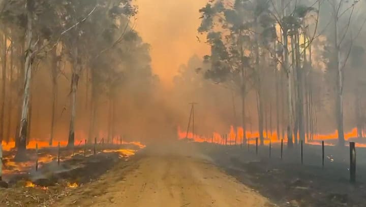 Una plantación forestal afectada por las llamas
