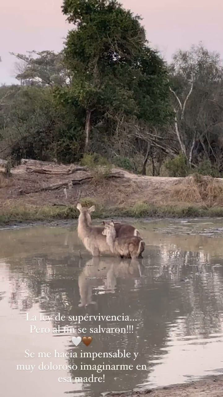 Diego Simeone y Carla Pereyra observaron el comportamiento de los animales en un safari
