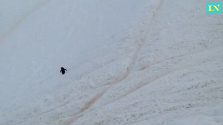 Pingüinos en la Antártida