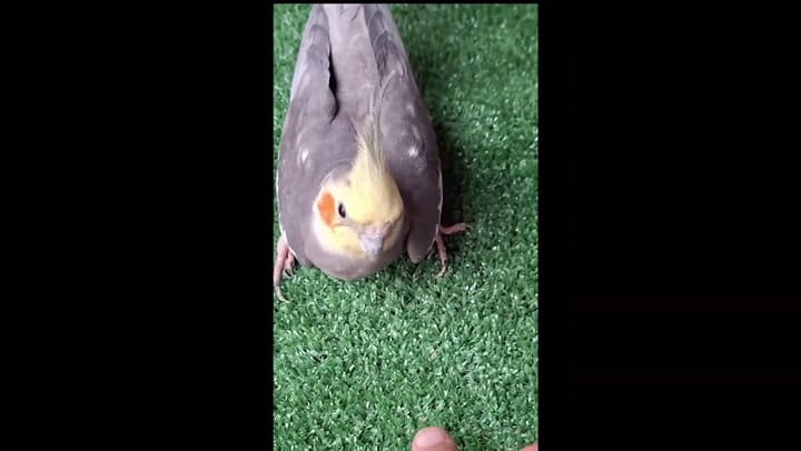 Pajaro Rehabilitacion