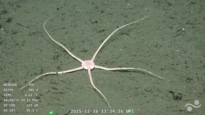 Estrella de mar