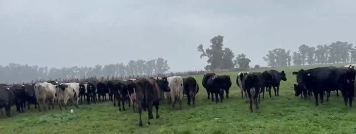 VIDEO CAMPO