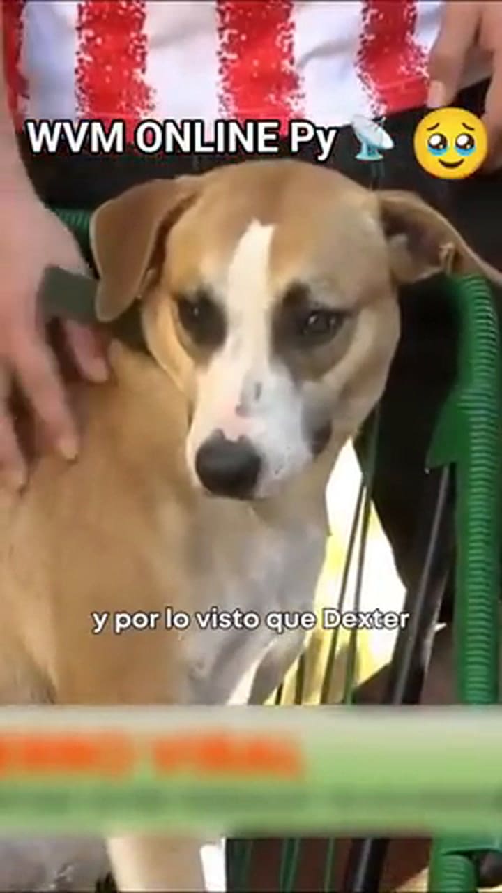 El inesperado símbolo de Paraguay: la historia de Dexter, el perro que se volvió viral