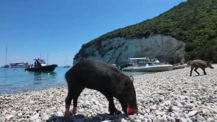 Nicolás Tagliafico y Carolina Calvagni le dieron de comer a cerdos salvajes en la isla de Atokos