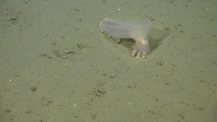 Encuentran 57 especies nuevas en aguas argentinas - Gentileza Schmidt Ocean Institute