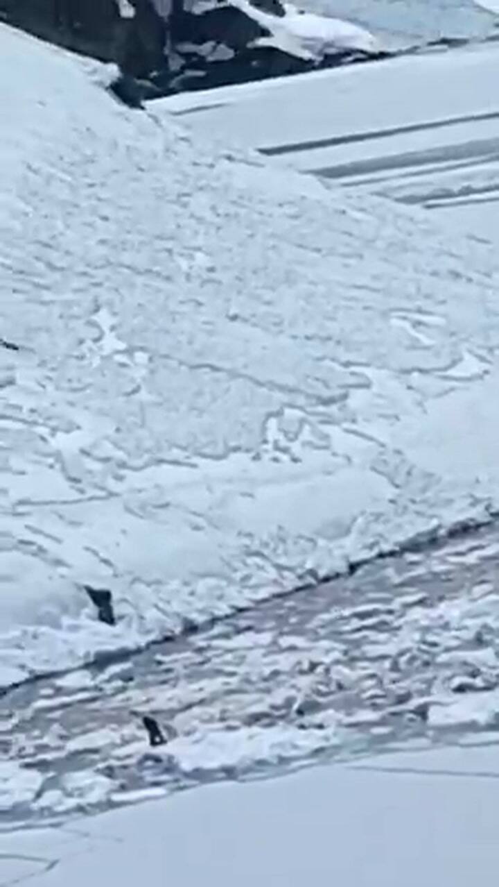 Una avalancha en un centro de esquí de Chile dejó cuatro muertos y cuatro heridos
