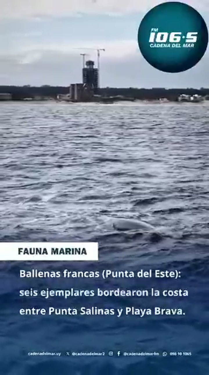 Ballenas en Punta del Este