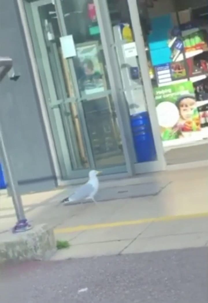 Una gaviota le robó 17 kilos de snacks a un comercio de Reino Unido