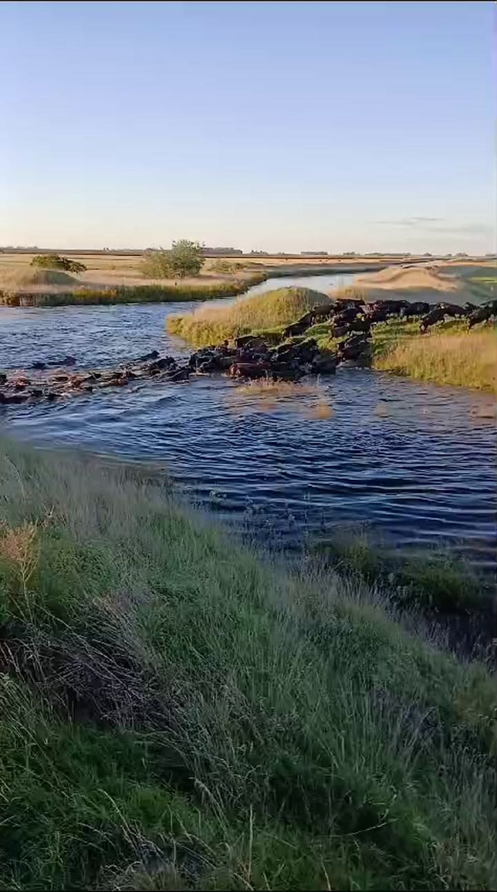 Así trasladan hacienda en Bolívar