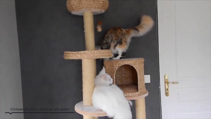 Consejos Para Educar Un Gato