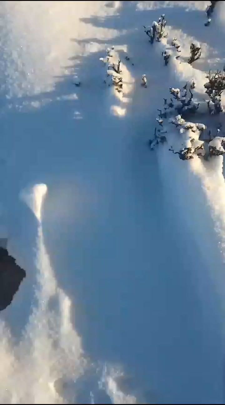 Ovejas en la nieve