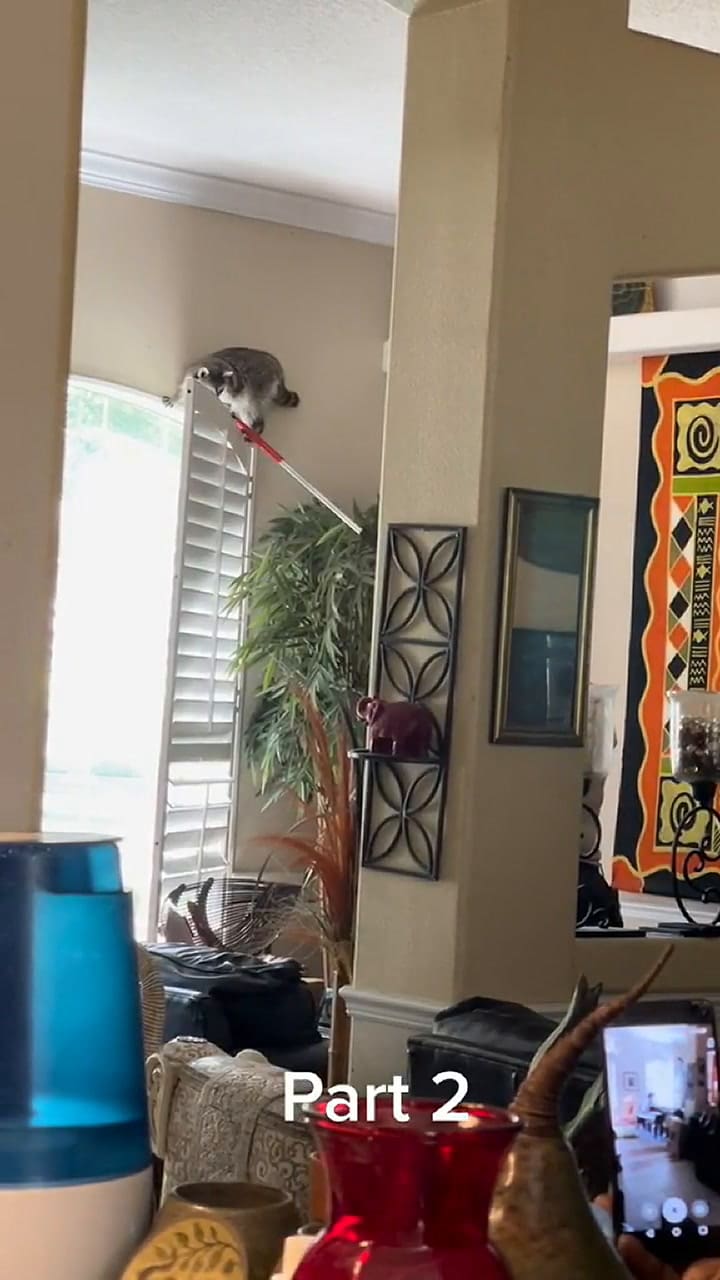 La parte dos del mapache que atacó a una mujer y a su perro en Florida
