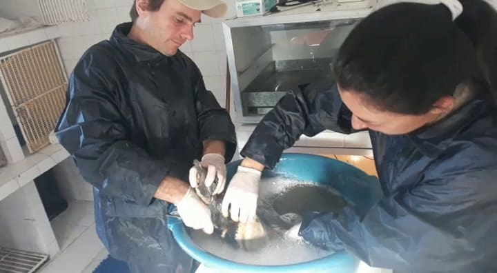El centro de rescate de Aquarium brinda cuidados a un pingüino