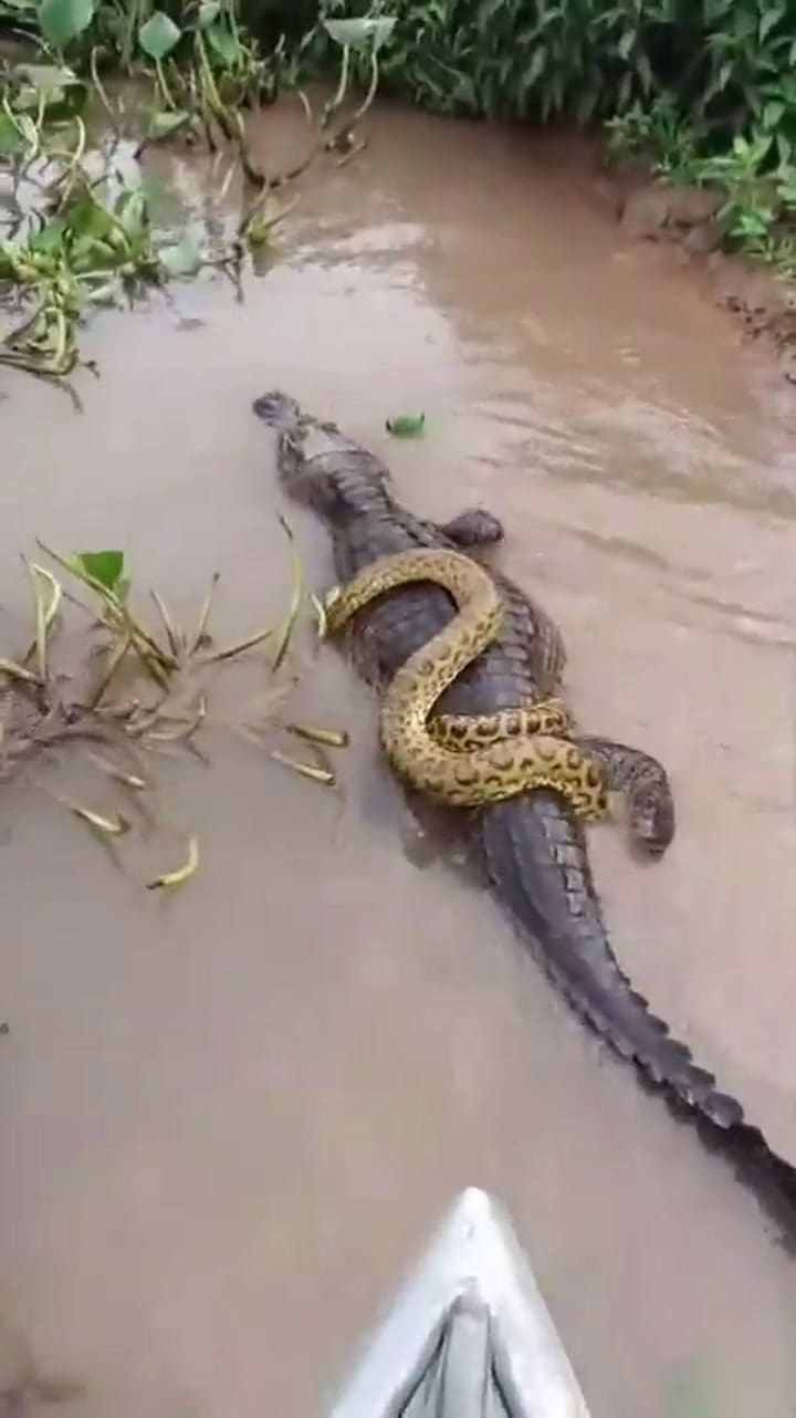 El video viral de una Anaconda que viajaba sobre un caimán en un pantano al sur de Brasil
