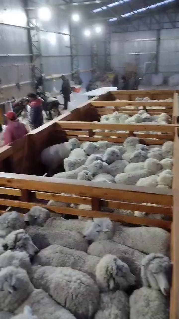 Video Ovejas