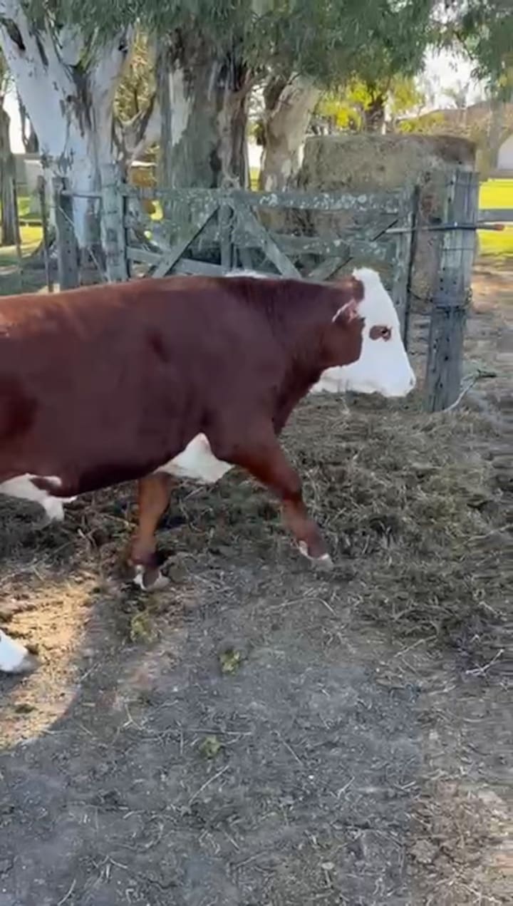Un animal sin orejas atacado por la jauría de perros