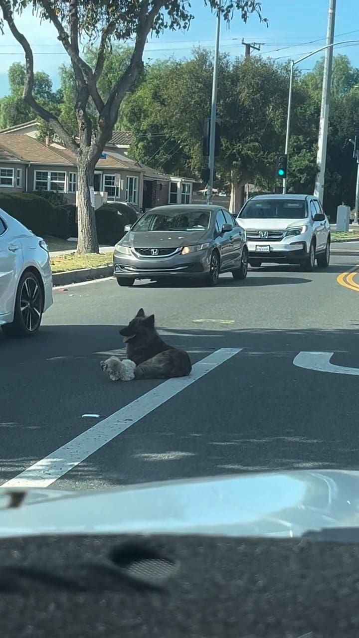 Encontraron un perro abandonado en la avenida protegiendo a su hermanito