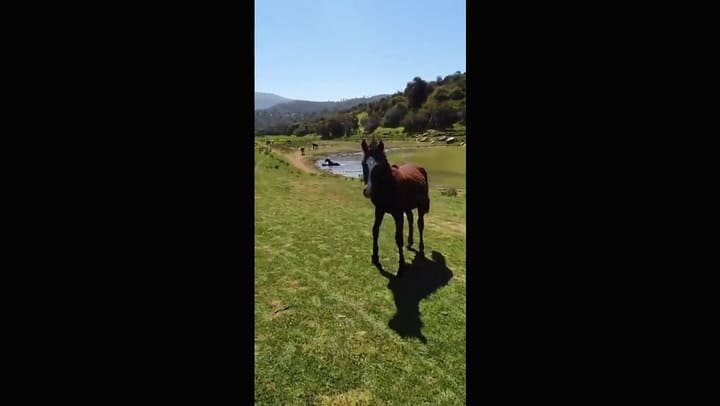 El lujoso haras donde Benjamín Vicuña y la China Suárez disfrutan de unos días de relax - Fuente: In
