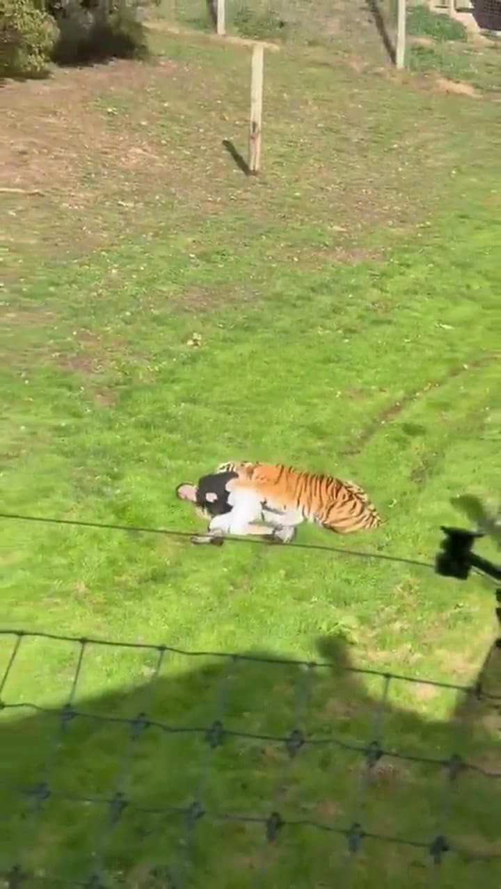 Un hombre murió tras ser atacado por un tigre después de saltar a su recinto en un zoológico