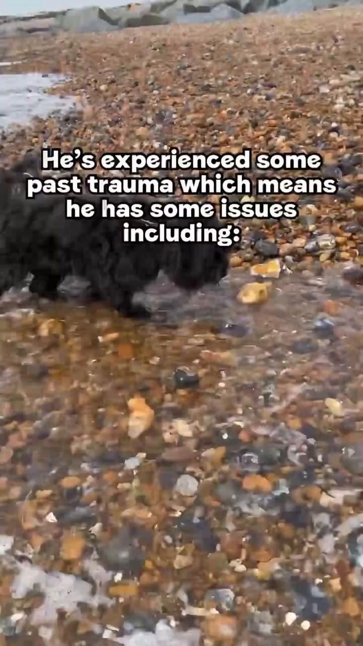 Woody el perro que busca una familia hace 10 años