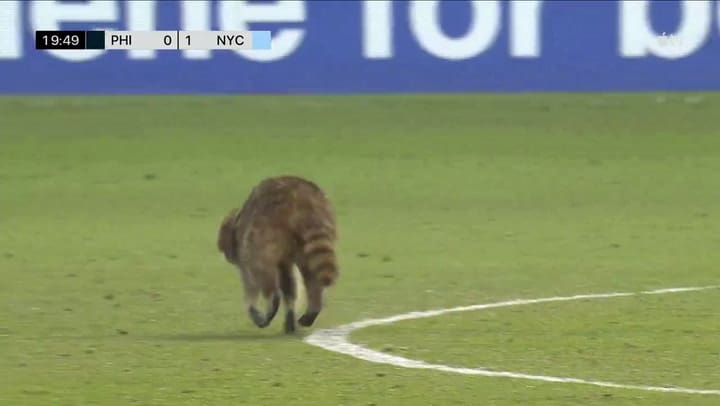 Mapache MLS