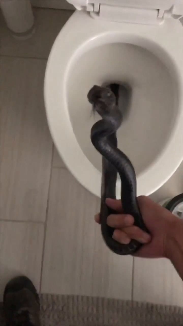 Una serpiente apareció en el inodoro de una familia de Arizona