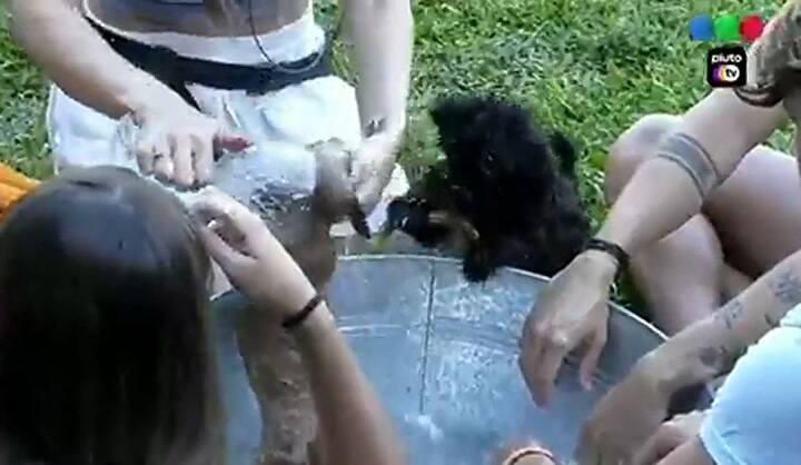Gran Hermano: los jugadores tuvieron que bañar a los perritos