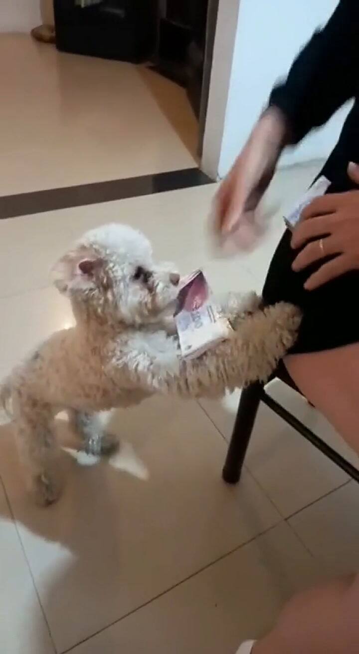 El perro se las ingenia con sus travesuras