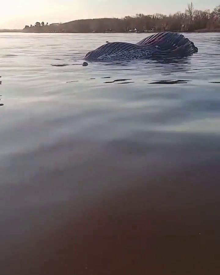 Especialistas trabajan para determinar la causa de muerte de la ballena encontrada en Zárate.