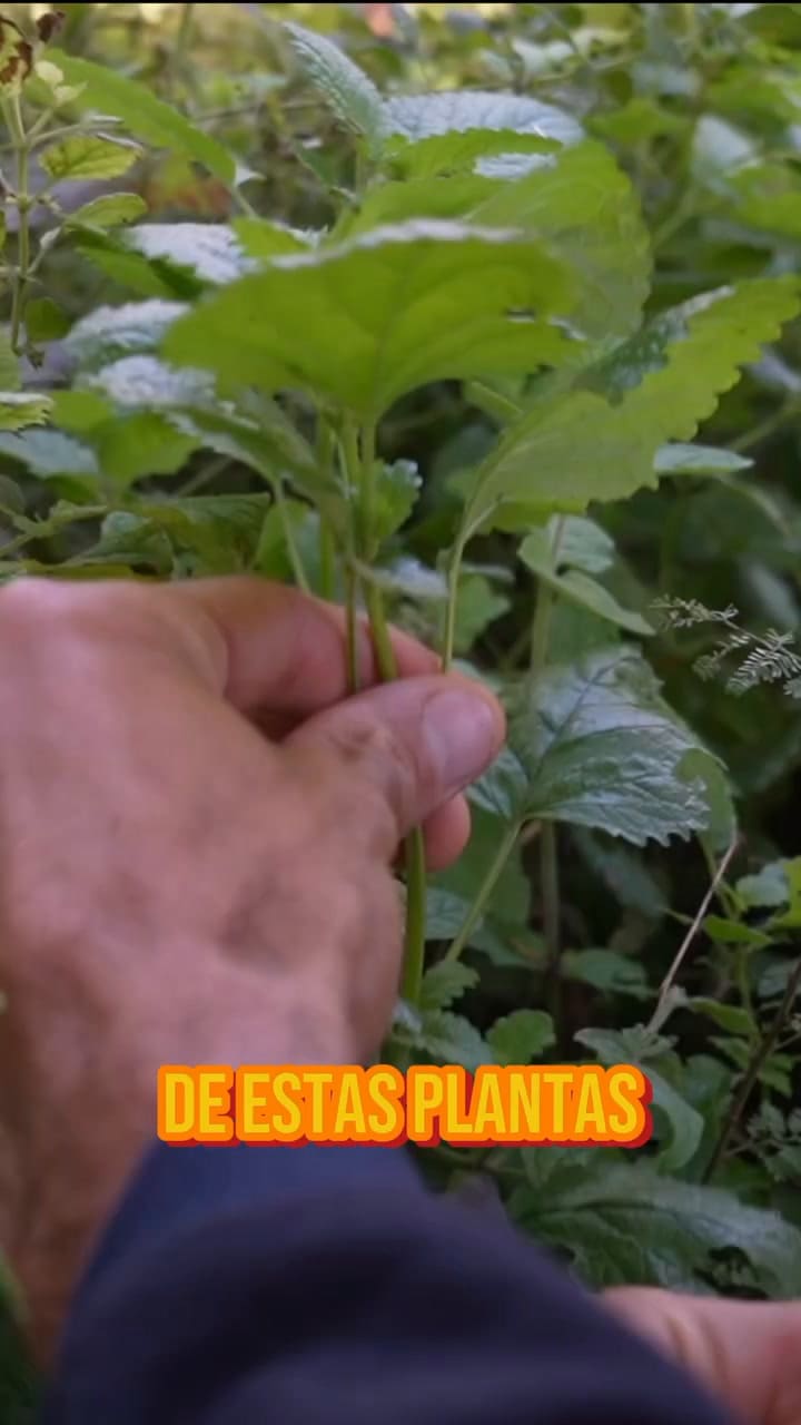 Repelente natural contra polillas