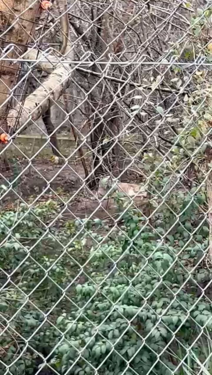 Felinos en Pumakawa