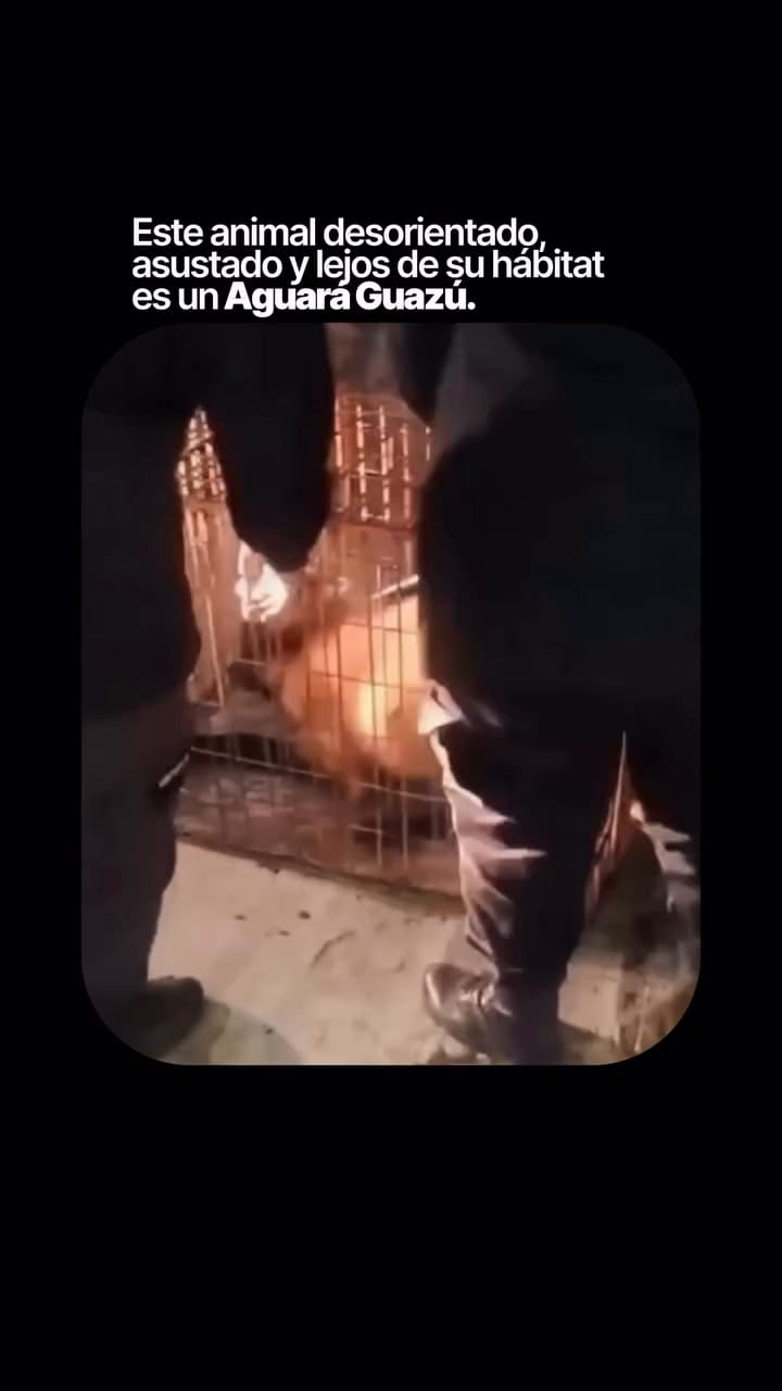 El rescate de un aguará guazú en Santa Fe