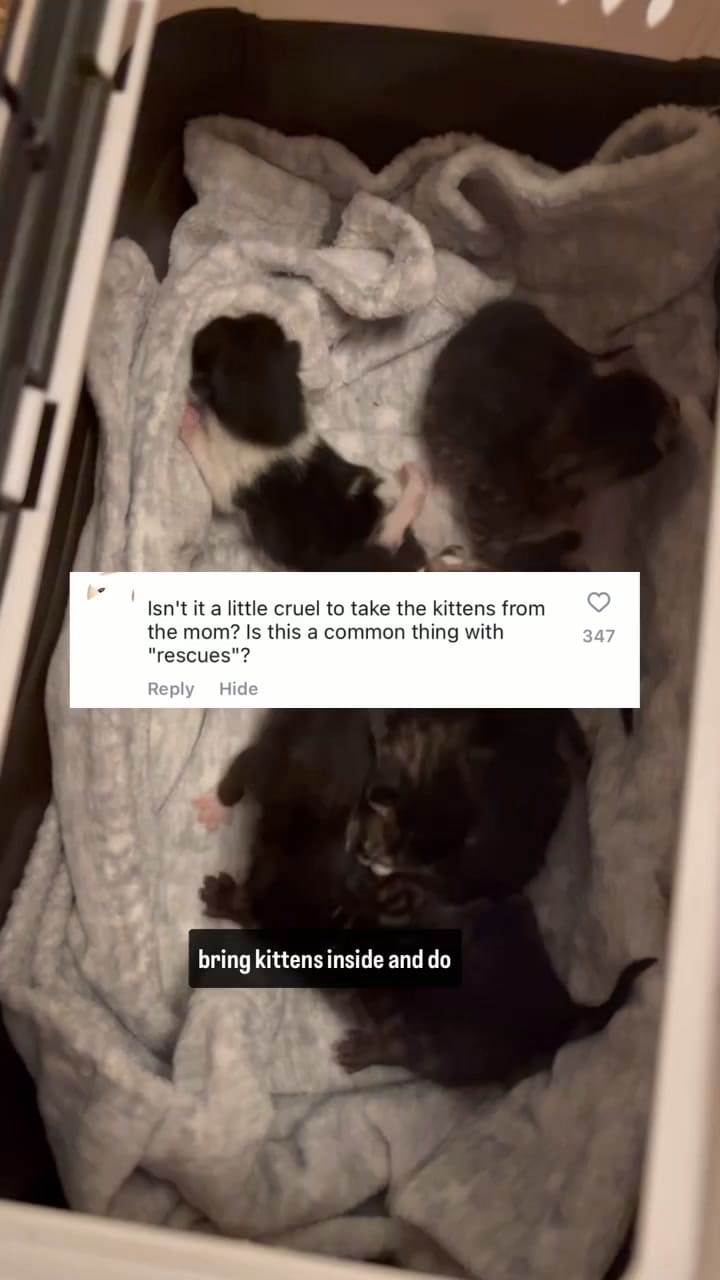Una gata callejera dio a luz a una camada de gatitos en un estrecho espacio entre dos viviendas
