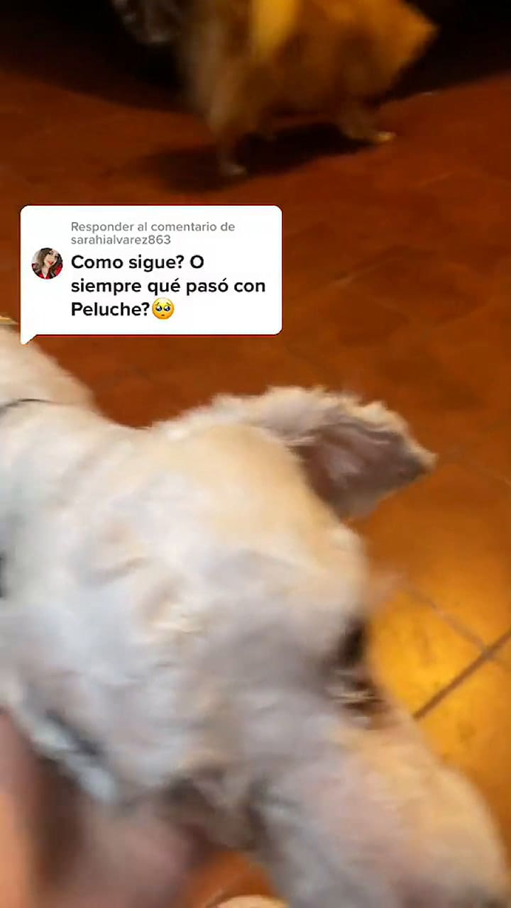 La nueva vida de Peluche