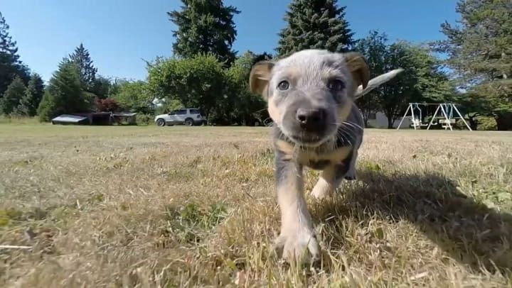 ¿Por qué algunos perros siguen a sus dueños a todas partes?