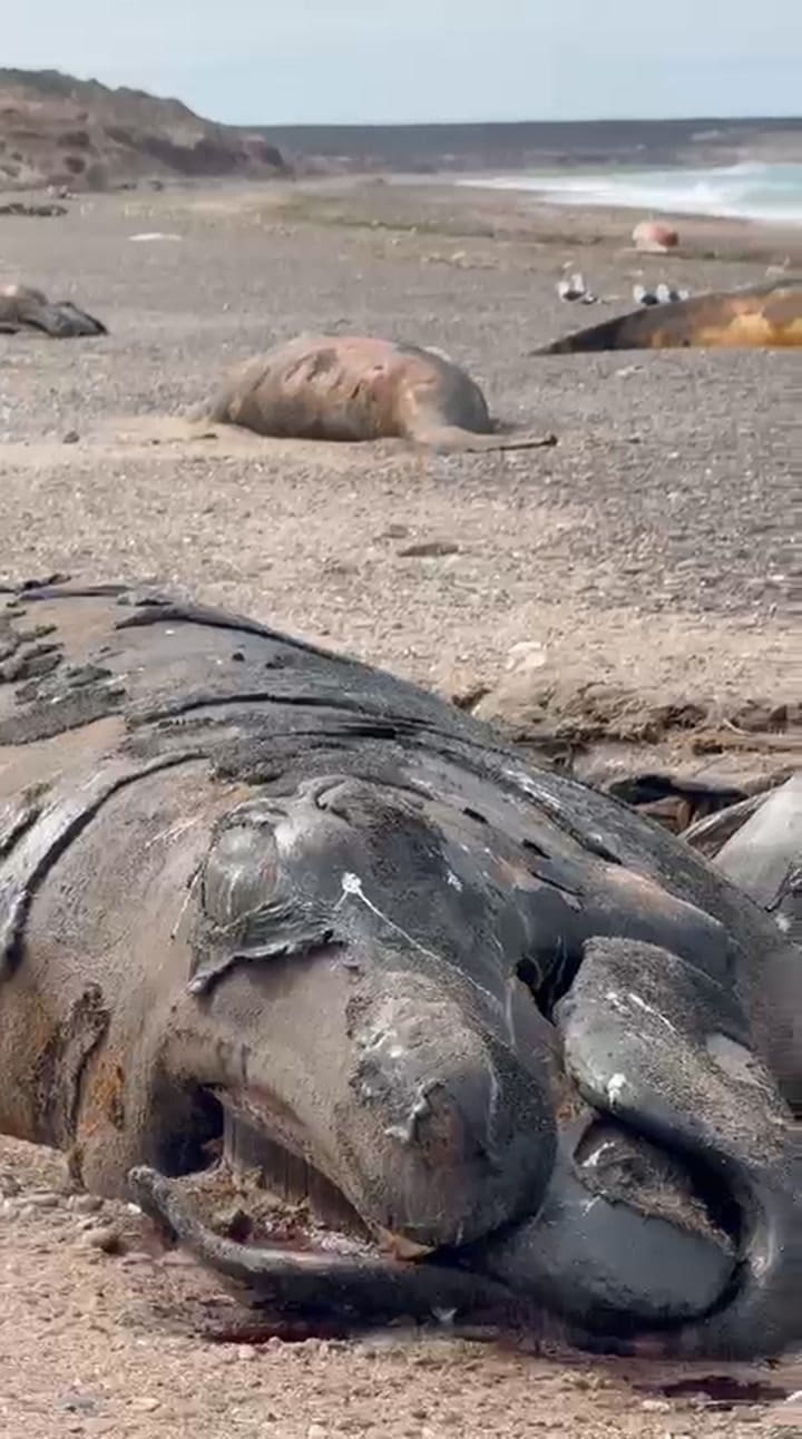 Ejemplares muertos en Península Valdés