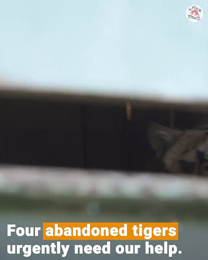 Cuatro tigres encerrados en un vagón serán rescatados por una organización internacional