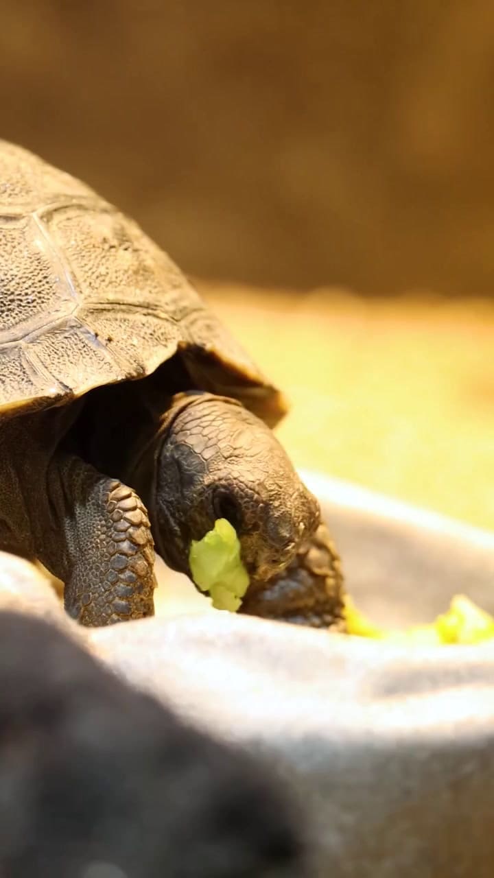 Así fue el nacimiento de cuatro tortugas occidentales de Santa Cruz Galápagos en peligro crítico de extinción