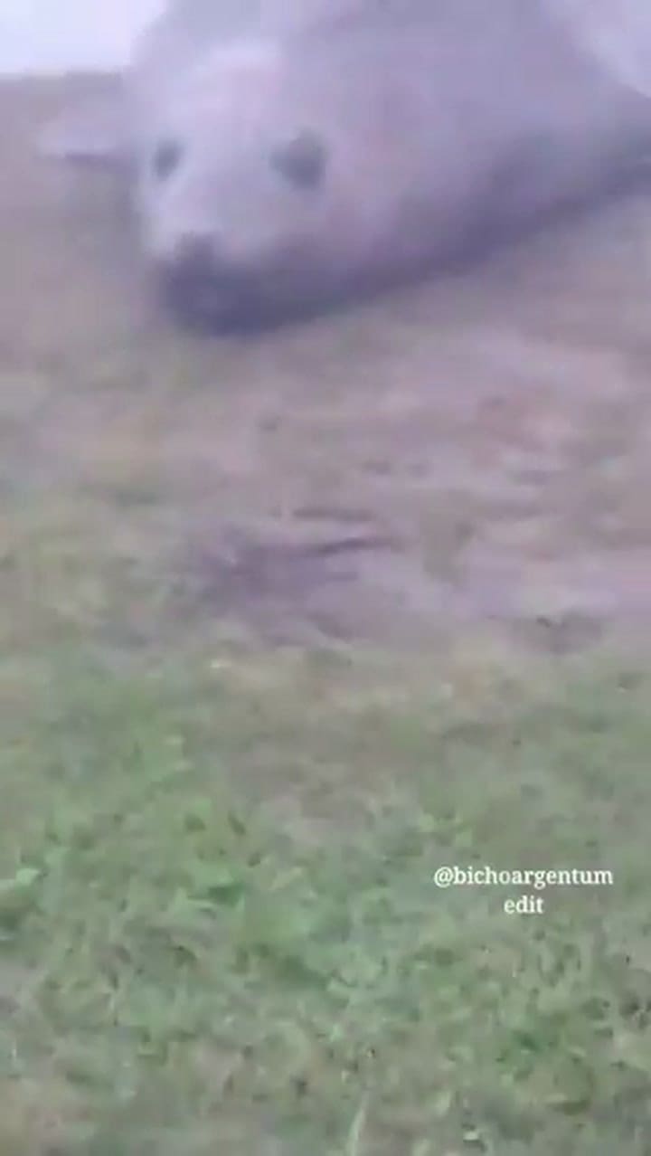 Apareció un elefante marino en Escobar y sorprendió a los vecinos